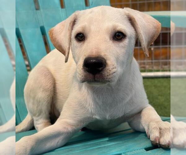 Medium Photo #1 Labrador Retriever-Unknown Mix Puppy For Sale in San Diego, CA, USA