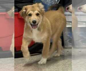 Great Pyrenees-Unknown Mix Dogs for adoption in Mechanicsburg, PA, USA