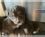Small Photo #17 Miniature Australian Shepherd Puppy For Sale in BETHANY, IL, USA