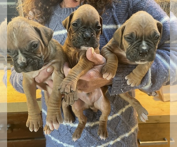 Medium Photo #1 Boxer Puppy For Sale in HINSDALE, MA, USA