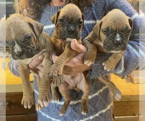 Boxer Litter for sale in HINSDALE, MA, USA