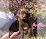 Small Photo #4 Labrador Retriever Puppy For Sale in SYLVA, NC, USA