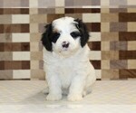 Small #2 Miniature Bernedoodle