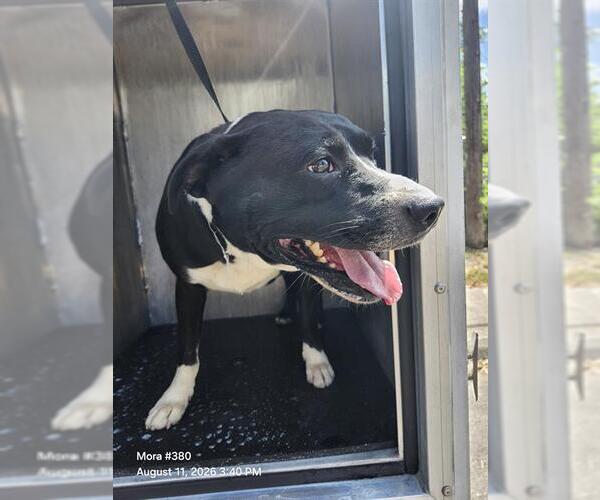 Medium Photo #1 American Staffordshire Terrier-Unknown Mix Puppy For Sale in San Antonio, TX, USA