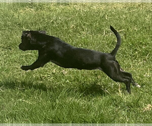 Medium Photo #7 Chiweenie Puppy For Sale in Corona, CA, USA