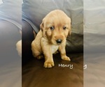 Puppy Henry Golden Retriever