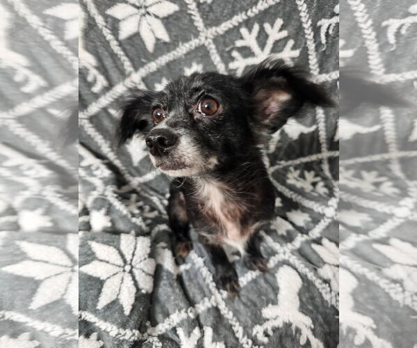 Medium Photo #4 Chihuahua-Unknown Mix Puppy For Sale in Missouri City, TX, USA