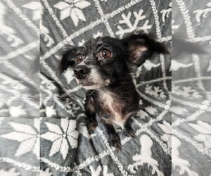 Trixiana - Female Chihuahua-Unknown Mix Dog for Adoption - Photo #4
