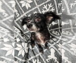 Small Photo #4 Chihuahua-Unknown Mix Puppy For Sale in Missouri City, TX, USA