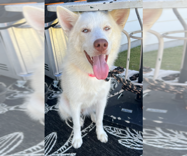 Medium Photo #1 Huskies -Unknown Mix Puppy For Sale in McKinney, TX, USA
