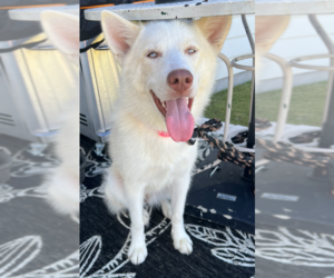Huskies -Unknown Mix Dogs for adoption in McKinney, TX, USA