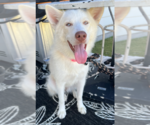 Small Huskies  Mix