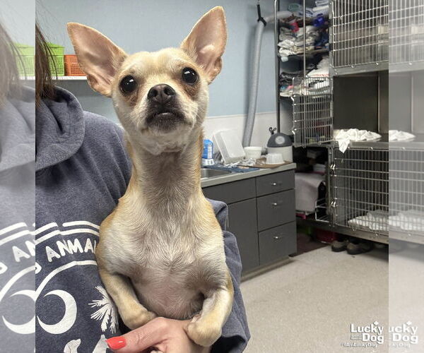 Medium Photo #1 Chihuahua-Unknown Mix Puppy For Sale in Washington, DC, USA