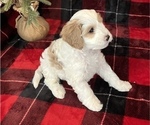 Small Photo #5 Cavachon-Poodle (Miniature) Mix Puppy For Sale in CEDAR PARK, TX, USA