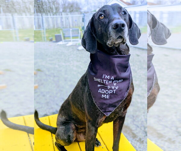Medium Photo #21 Plott Hound-Weimaraner Mix Puppy For Sale in Rockaway, NJ, USA