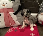 Small Photo #4 Sheepadoodle Puppy For Sale in MONCLOVA, OH, USA