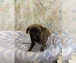 Staffordshire Bull Terrier-Unknown Mix Dogs for adoption in Rosenberg, TX, USA