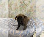 FIONA - Female Staffordshire Bull Terrier-Unknown Mix Dog for Adoption - Small photo