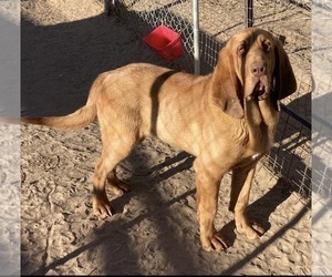 Father of the Bloodhound puppies born on 08/24/2026