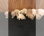 Small Photo #2 Golden Retriever Puppy For Sale in STOKESDALE, NC, USA