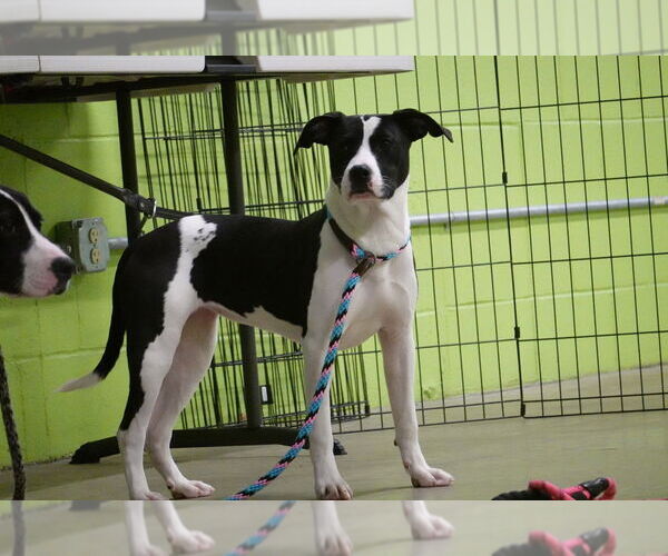 Medium Photo #11 Mutt Puppy For Sale in Elmsford, NY, USA