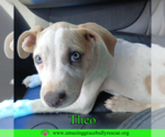 Small #3 American Pit Bull Terrier Mix