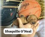 Small #12 Golden Retriever