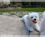 Small #3 Maltese