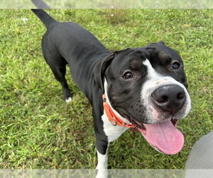 Mutt Dogs for adoption in Springfield, MA, USA
