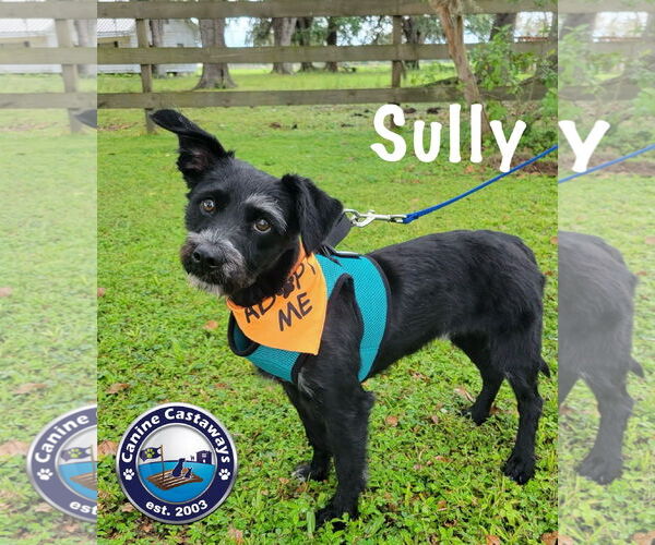 Medium Photo #6 Mutt Puppy For Sale in Arcadia, FL, USA