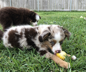 Miniature Australian Shepherd Puppy for sale in COLLEGE STA, TX, USA