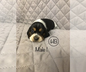 Beagle Puppy for sale in MUSTANG, OK, USA