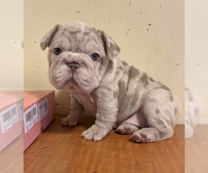 French Bulldog Puppy for sale in CHARLOTTE, NC, USA