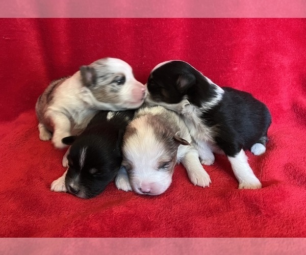 Medium Photo #2 Miniature Australian Shepherd Puppy For Sale in FORT MORGAN, CO, USA