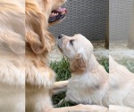 Small #4 Golden Retriever