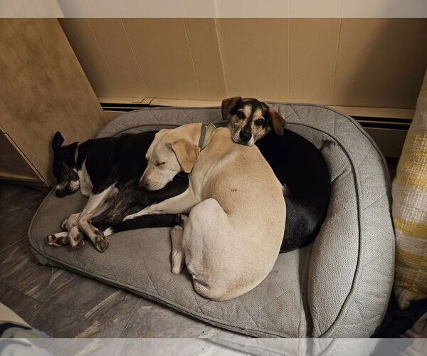 Medium Photo #11 Labrador Retriever-Unknown Mix Puppy For Sale in Oakhurst, NJ, USA