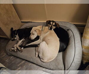 Toby - Totally Pawsome! - Male Labrador Retriever-Unknown Mix Dog for Adoption - Photo #11