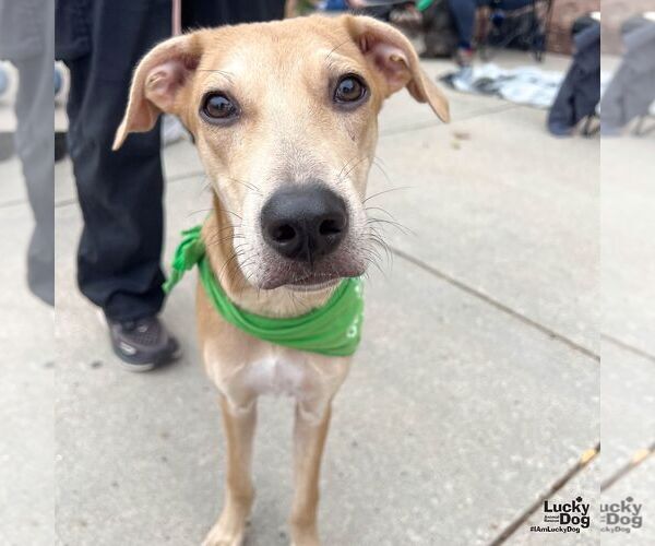 Medium Photo #6 Labrador Retriever-Unknown Mix Puppy For Sale in Washington, DC, USA