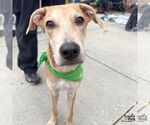 Small #5 Labrador Retriever Mix