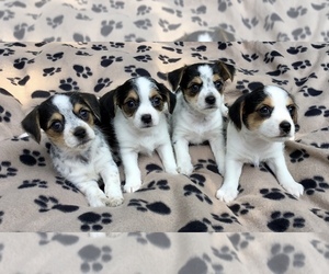 Chorkie Puppy for sale in MANKATO, MN, USA