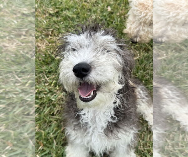 Medium Photo #6 Bernese Mountain Dog-Poodle (Miniature) Mix Puppy For Sale in Valrico, FL, USA