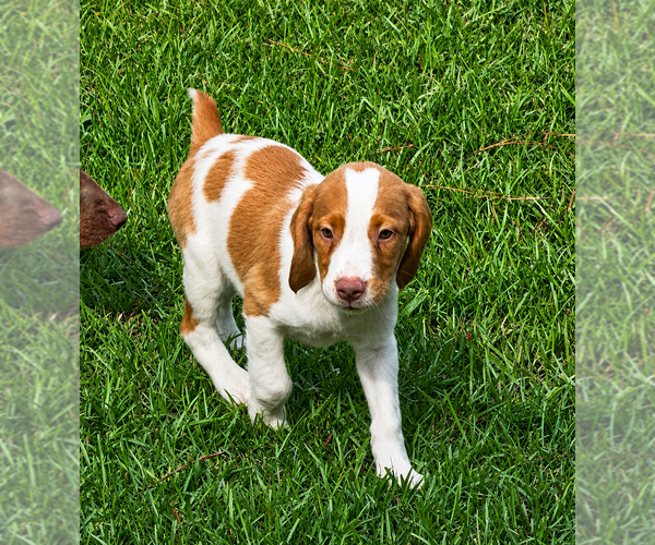 Medium Photo #1 Brittany Puppy For Sale in ORRUM, NC, USA