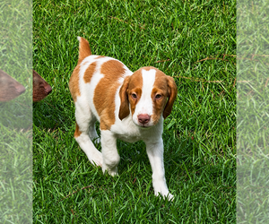 Brittany Puppy for sale in ORRUM, NC, USA