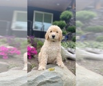 Small Photo #3 Poodle (Standard) Puppy For Sale in BELLINGHAM, WA, USA