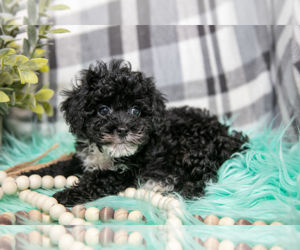 Medium Photo #3 Poodle (Toy) Puppy For Sale in NAPPANEE, IN, USA