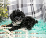 Small #2 Poodle (Toy)