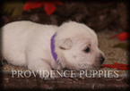 Small Photo #3 West Highland White Terrier Puppy For Sale in COPPOCK, IA, USA