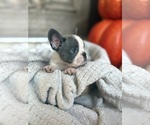 Puppy Puppy 1 French Bulldog