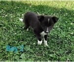 Small #6 Border Collie