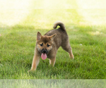 Small #29 Shiba Inu